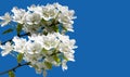 Blooming apple tree branch with large white flowers isolated on a blue background Royalty Free Stock Photo