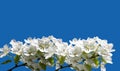 Blooming apple tree branch with large white flowers isolated on a blue background Royalty Free Stock Photo