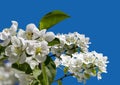 Blooming apple tree branch with large white flowers isolated on a blue background Royalty Free Stock Photo