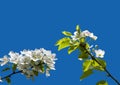 Blooming apple tree branch with large white flowers isolated on a blue background Royalty Free Stock Photo