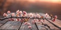 Blooming apple tree branch lying on rustic wooden table at sunset Royalty Free Stock Photo