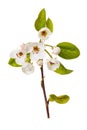 Blooming apple tree branch in spring isolated Royalty Free Stock Photo