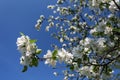 Blooming apple tree branch in spring over blue sky Royalty Free Stock Photo