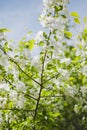 Blooming apple tree branch Royalty Free Stock Photo