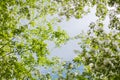 Blooming apple tree branch Royalty Free Stock Photo