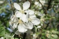 Blooming apple tree - a branch with white flowers on a background of blue sky and trees in the garden Royalty Free Stock Photo