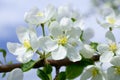 Blooming apple tree branch. White flowers close-up against a blue sky. Wallpaper Royalty Free Stock Photo