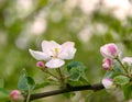 Blooming apple tree branch with white flowers close-up Royalty Free Stock Photo