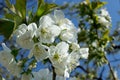 Blooming apple tree branch with white flowers close up with clear blue sky on background, ukrainian garden on spring