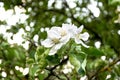 Blooming apple tree branch with white flowers close-up Royalty Free Stock Photo