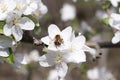 blooming apple tree branch with white flowers and fluffy bumblebee pollinating