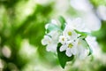 Blooming apple tree branch with white flowers on green leaves blurred bokeh background close up, white cherry blossom bunch macro Royalty Free Stock Photo