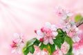 Blooming apple tree branch with white and pink flowers and green leaves on blurred background close up, beautiful spring cherry Royalty Free Stock Photo