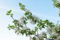 Blooming apple tree branches on the background of the evening blue sky Royalty Free Stock Photo