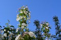 Blooming apple tree. Branches with beautiful white flowers Royalty Free Stock Photo