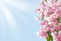 Blooming apple tree branches border, white and pink flowers and green leaves on blue sky and sun beams background close up Royalty Free Stock Photo