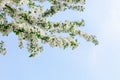 Blooming apple tree branches corner, white flowers and green leaves on clear blue sky background close up, beautiful spring cherry Royalty Free Stock Photo