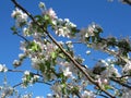 Blooming apple tree branches with green leaves against blue sky. White blossom orchard in spring.