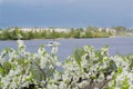 Blooming apple tree branches and river in the background Royalty Free Stock Photo