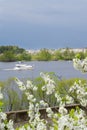 Blooming apple tree branches and river in the background Royalty Free Stock Photo