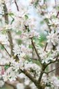 Blooming apple tree branches in sunny spring day Royalty Free Stock Photo