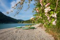 Blooming apple tree branches at walchensee lakeside, gravel beach and boats, bavarian landscape Royalty Free Stock Photo