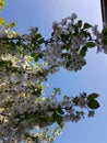 Blooming apple tree branches. White flowers against the bright blue sky and sunlight. Spring  landscape Royalty Free Stock Photo