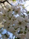 Blooming apple tree branches. White flowers against the bright blue sky and sunlight. Spring  landscape Royalty Free Stock Photo