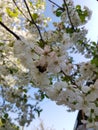 Blooming apple tree branches. White flowers against the bright blue sky and sunlight. Spring  landscape Royalty Free Stock Photo