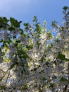 Blooming apple tree branches. White flowers against the bright blue sky and sunlight. Spring  landscape Royalty Free Stock Photo