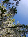 Blooming apple tree branches. White flowers against the bright blue sky and sunlight. Spring  landscape Royalty Free Stock Photo