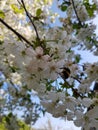 Blooming apple tree branches. White flowers against the bright blue sky and sunlight. Spring  landscape Royalty Free Stock Photo