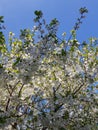 Blooming apple tree branches. White flowers against the bright blue sky and sunlight. Spring  landscape Royalty Free Stock Photo