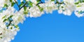 Blooming apple tree branches white flowers green leaves blue sky background close up, beautiful cherry blossom, sakura garden Royalty Free Stock Photo