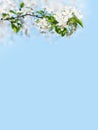 Blooming apple tree branches white flowers green leaves blue sky background close up, beautiful cherry blossom, sakura garden Royalty Free Stock Photo