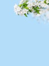Blooming apple tree branches white flowers green leaves blue sky background close up, beautiful cherry blossom, sakura garden Royalty Free Stock Photo