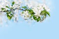 Blooming apple tree branches white flowers green leaves blue sky background closeup beautiful cherry blossom sakura garden spring Royalty Free Stock Photo