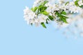 Blooming apple tree branches white flowers green leaves blue sky background closeup beautiful cherry blossom sakura garden spring Royalty Free Stock Photo