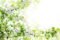 Blooming apple tree branches, white flowers on green leaves blurred bokeh background close up, spring cherry blossom, sakura bloom Royalty Free Stock Photo