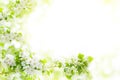 Blooming apple tree branches, white flowers on green leaves blurred bokeh background close up, spring cherry sakura blossom Royalty Free Stock Photo