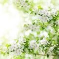 Blooming apple tree branches, white flowers on green leaves blurred bokeh background close up, spring cherry sakura blossom Royalty Free Stock Photo