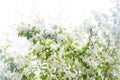 Blooming apple tree branches, white flowers and green leaves on blurred sunny sky background close up, spring cherry blossom Royalty Free Stock Photo