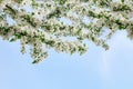 Blooming apple tree branches with white flowers and green leaves on clear blue sky background close up, beautiful spring cherry Royalty Free Stock Photo