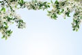 Blooming apple tree branches with white flowers and green leaves on clear blue sky background close up, beautiful spring cherry Royalty Free Stock Photo