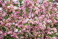 Blooming apple tree branches, white and pink flowers bunch, green leaves on blurred background close up,, cherry blossom, sakura Royalty Free Stock Photo