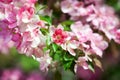 Blooming apple tree branches, white and pink flowers bunch, green leaves on blurred background close up,, cherry blossom, sakura Royalty Free Stock Photo