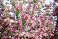 Blooming apple tree branches, white and pink flowers bunch, green leaves on blurred background close up,, cherry blossom, sakura Royalty Free Stock Photo