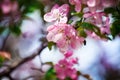 Blooming apple tree branches, white and pink flowers bunch, green leaves on blurred background close up,, cherry blossom, sakura Royalty Free Stock Photo