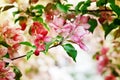 Blooming apple tree branches, white and pink flowers bunch, green leaves on blurred background close up,, cherry blossom, sakura Royalty Free Stock Photo