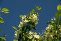 Blooming apple tree in a city park on a sunny spring day against the blue sky